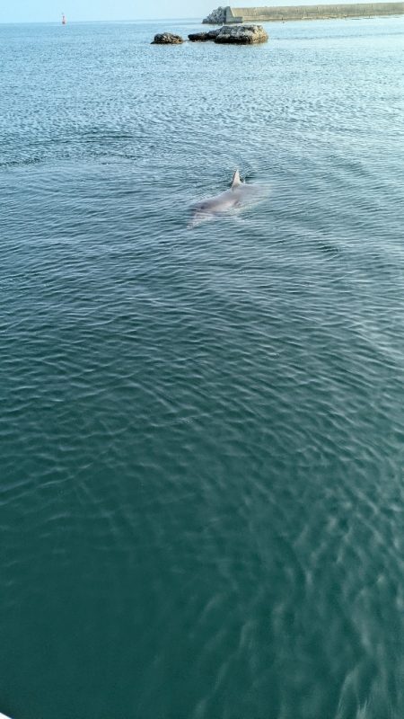 久々オフショア