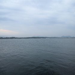 今日はピンクグロー