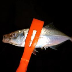 アジング18オクト2