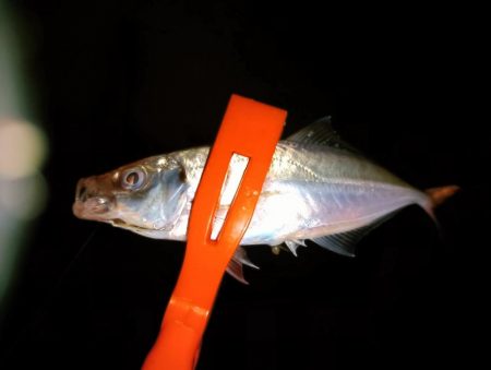 アジング18オクト2