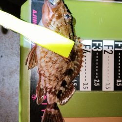 アジング22オクト3