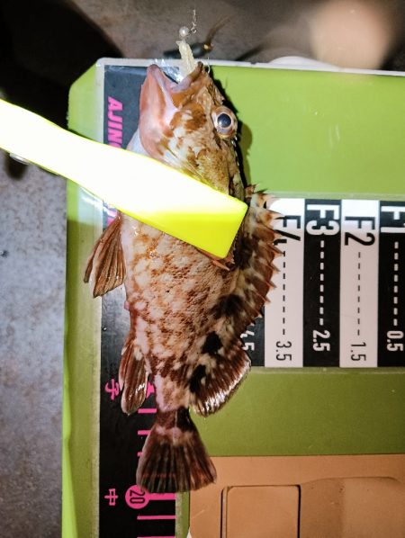 アジング22オクト3