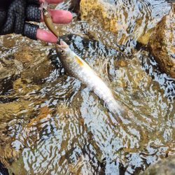 今日は出ないね( ノД`)…