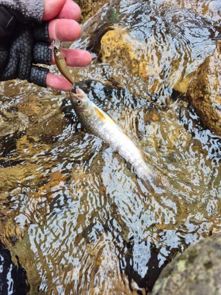 今日は出ないね( ノД`)…