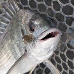 夜勤前広島チニング！