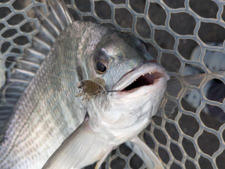 夜勤前広島チニング！