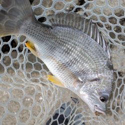 爆釣広島チニング77枚!