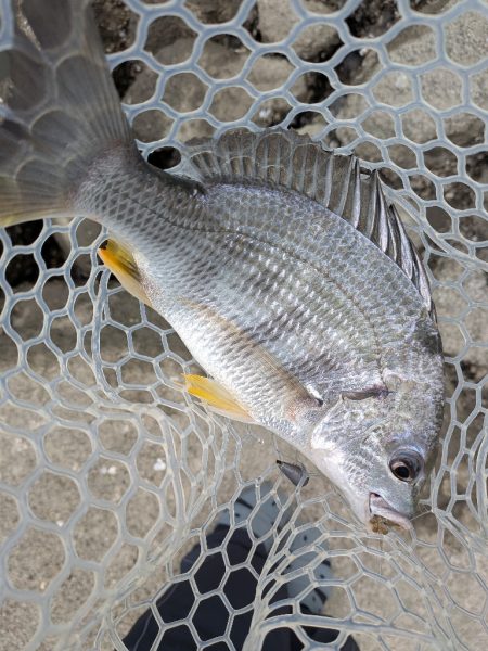 爆釣広島チニング77枚!