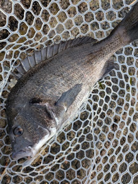 まるで真冬！激ムズ広島チニング