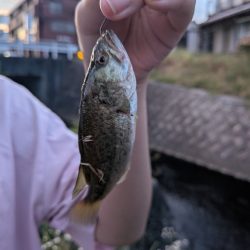 お手軽家前fishing！