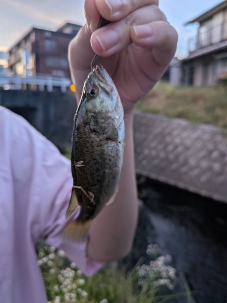 お手軽家前fishing！