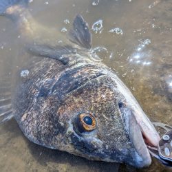 広島チニング　スモーキンダッドの日