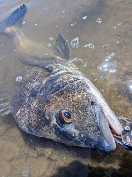 広島チニング　スモーキンダッドの日