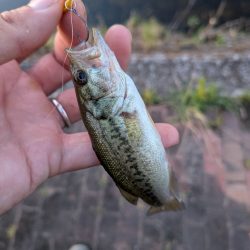 家前fishing！スプーンで楽しむの巻