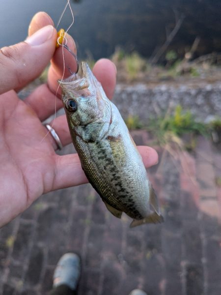 家前fishing！スプーンで楽しむの巻