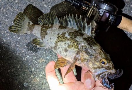 近所でデカマダイ含む4目達成!