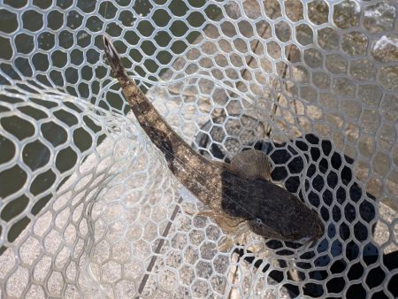 真夏の広島チニング