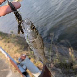 激暑×激ムズ 自作ペンシルで広島チニング
