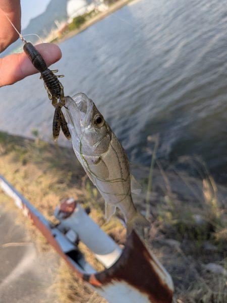 激暑×激ムズ 自作ペンシルで広島チニング