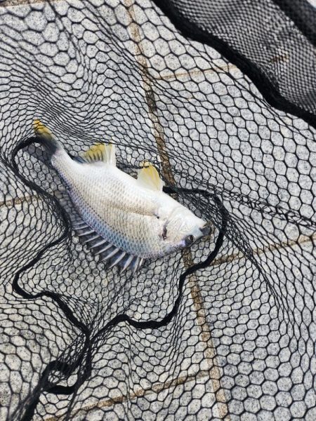 広島市内河川！クロスウェイクチニング