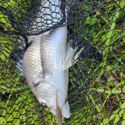 広島市内チニング👍