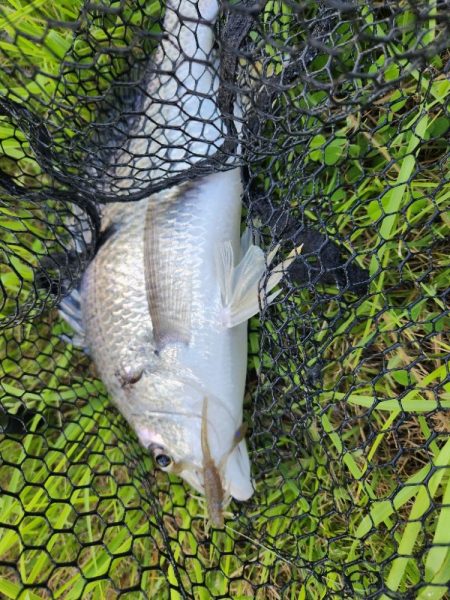 広島市内チニング👍