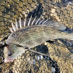 広島市内チニング