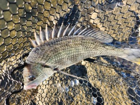 広島市内チニング