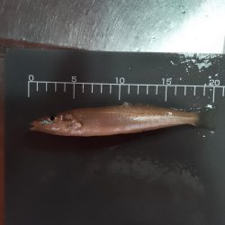 キス泳がせ釣り