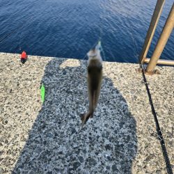 小浦一文字で小物六目釣り…