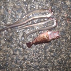 真夜中の穴子釣り