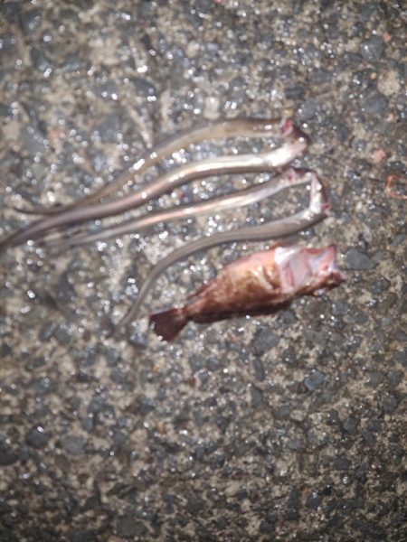 真夜中の穴子釣り