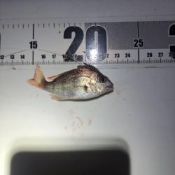 アナゴ狙いで五目達成