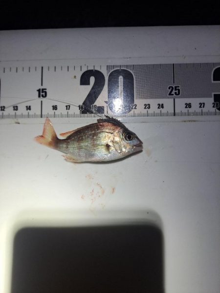 アナゴ狙いで五目達成