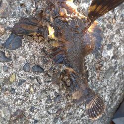 10目まであと1匹足らず…