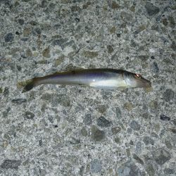 のんびりアナゴ釣り