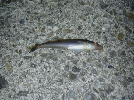 のんびりアナゴ釣り