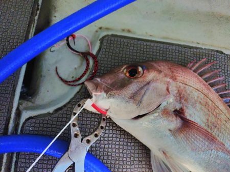 真夏のタイラバ