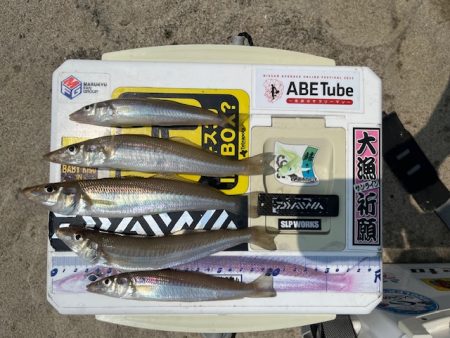 唐津のサーフで釣ってみました