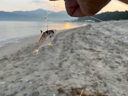 再度、唐津の浜に来てみました
