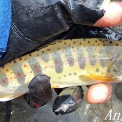 猛暑の中揖保川へ。