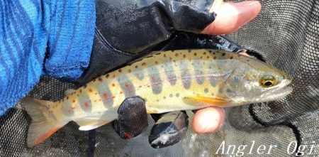 猛暑の中揖保川へ。