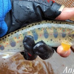 梅雨明け直後の引原川本流。