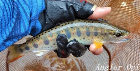 梅雨明け直後の引原川本流。