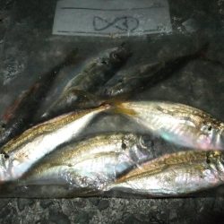 豆アジに癒されて