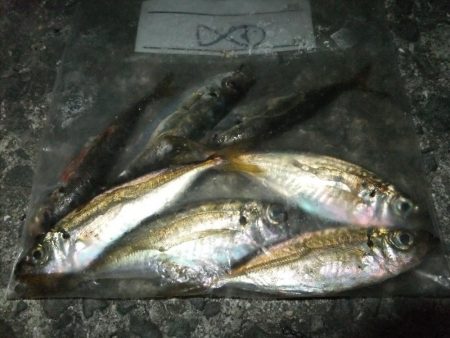 豆アジに癒されて