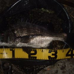 ハードルアーメインでチニング