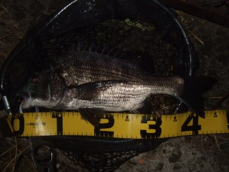 ハードルアーメインでチニング