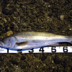 キス釣りからのシーバス