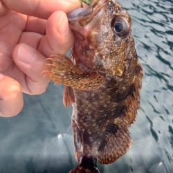 日本海春イカ終了、ロックフィッシュ開幕